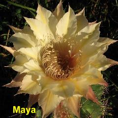 EP-H. Maya.4.1.jpg 